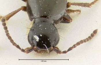 Media type: image;   Entomology 31926 Aspect: head dorsal view